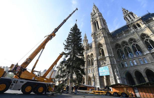 150 Jahre alt: Kärntner Christbaum für den Rathausplatz