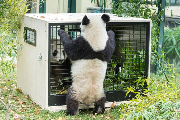 Abschied: Schönbrunns Panda-Zwillinge reisen nach China