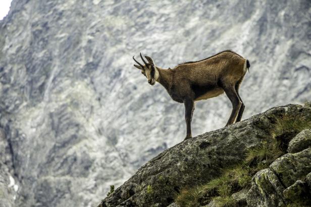 Wild goat (chamois)