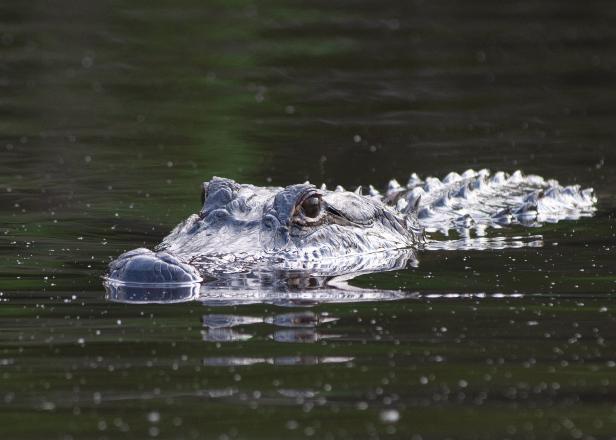 Wo Krokodile und bissige Schildkröten lauern