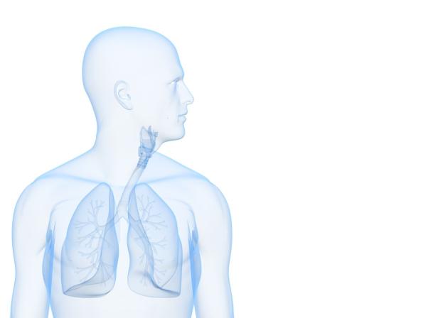 Eine transparente Darstellung des menschlichen Brustkorbs mit sichtbarer Lunge und Luftröhre.