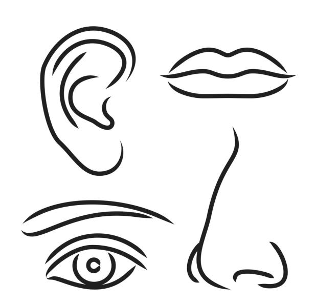 Eine stilisierte Darstellung von Auge, Ohr, Nase und Mund.