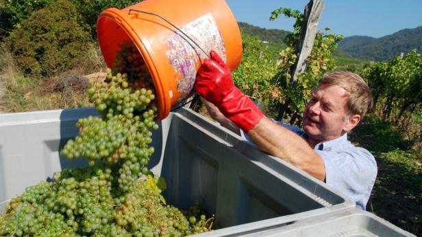 Gefahr für das Weinland Österreich