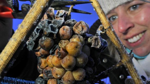 Die Kälte hat ihr Gutes: Eisweinernte im Burgenland