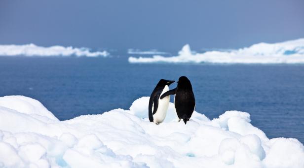 Penguins in affectionate embrace, near Paulet Island, Antarctica Zwei Pinguine stehen im Eis und umarmen einander.