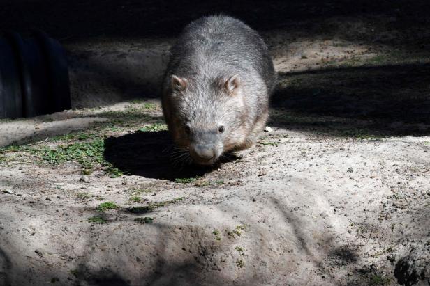 Schöner Mist: So enststeht der Würfelschiss von Wombats