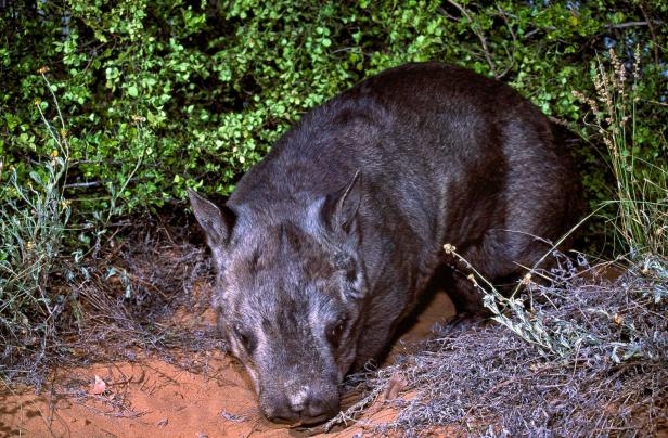 Schöner Mist: So enststeht der Würfelschiss von Wombats