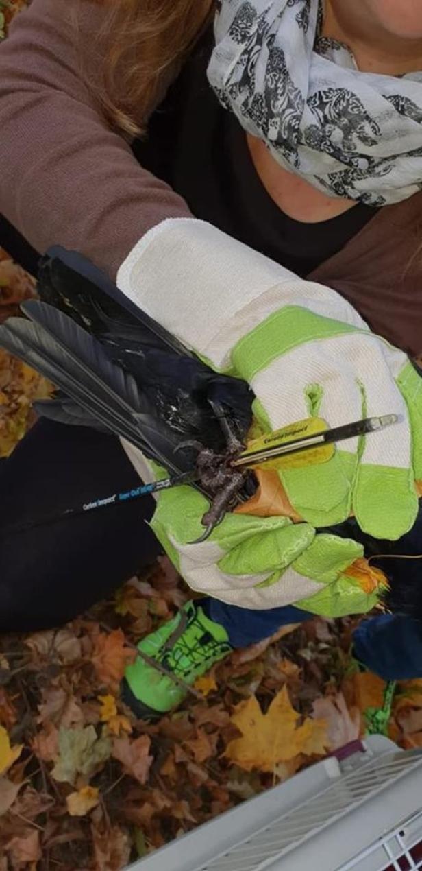 Tierquälerei in Schwechat: Krähe von Pfeil durchbohrt