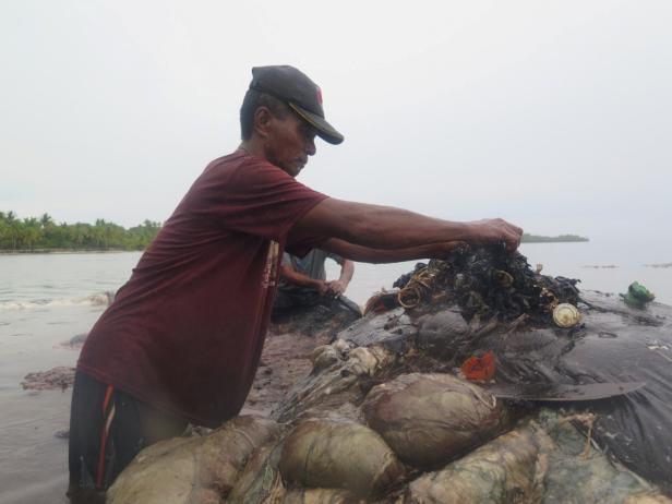 Wal mit sechs Kilo Plastik im Bauch in Indonesien verendet