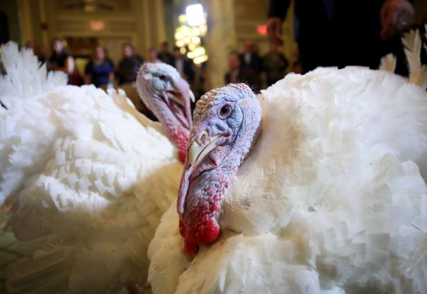 US-NATIONAL-THANKSGIVING-TURKEYS-MEET-THE-PRESS-BEFORE-OFFICIAL-