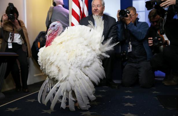 National Thanksgiving Turkey is presented to members of press at the White House in Washington