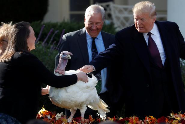 U.S. President Trump pets Thanksgiving turkey "Peas" during ceremony at White House in Washington