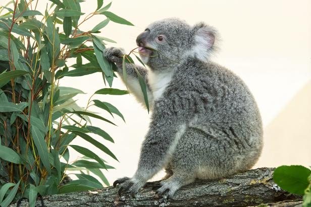 Bunji ist da: Neuer Koala im Tiergarten Schönbrunn