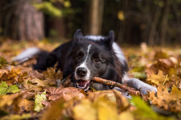 Der Weihnachtshund: Was man wissen sollte, BEVOR man sich einen Hund zulegt