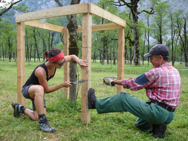 Zwei Personen befestigen einen Drahtzaun um einen Baumsetzling.