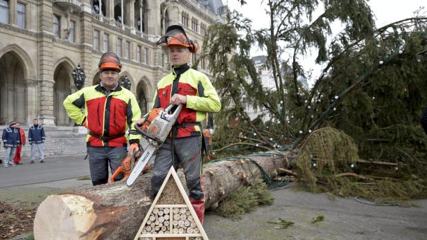 Forstarbeiter mit dem 'erlegten' Baum Zwei Arbeiter mit Kettensägen stehen vor einem gefällten Weihnachtsbaum und einem Insektenhotel.