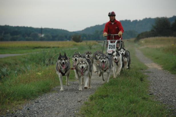 Obergrenze für Hund und Katz’ im Burgenland