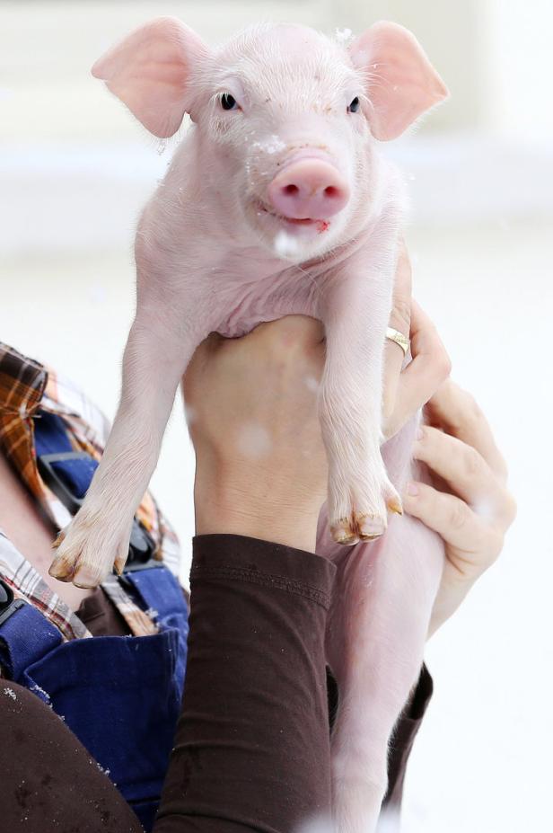 Glücksbringer: Warum muss man zu Silvester Schwein haben?