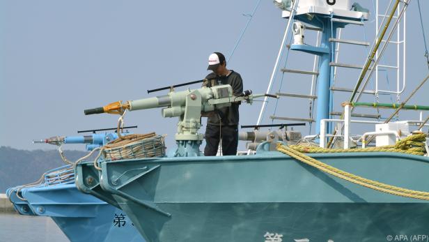 Japan betreibt Walfang angeblich aus wissenschaftlichen Gründen