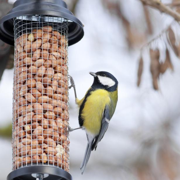 Anfang Jänner: Zählen Sie die Vögel an der Futterstelle