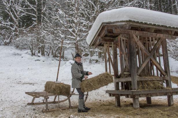 Hirschfütterung in einer wunderbaren Winteridylle