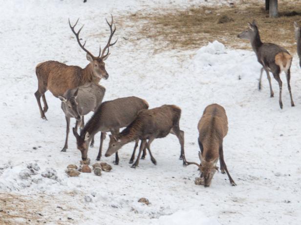 Hirschfütterung in einer wunderbaren Winteridylle