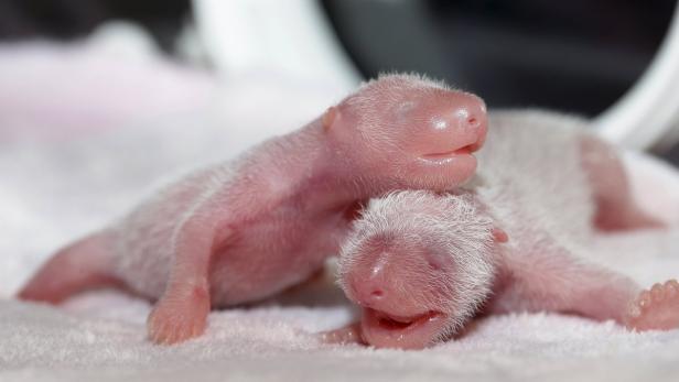Zwei neugeborene Panda-Babys liegen auf einer weichen Unterlage.