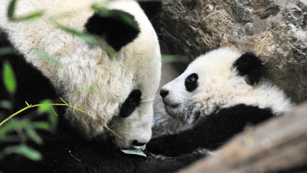 Spielen, fressen und kuscheln - bei all dem kann man Fu Bao jetzt beobachten Ein Panda und sein Junges kuscheln an einem Felsen.