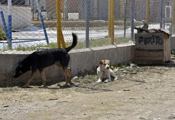 BOLIVIA-STRAY-DOGS-RABIES