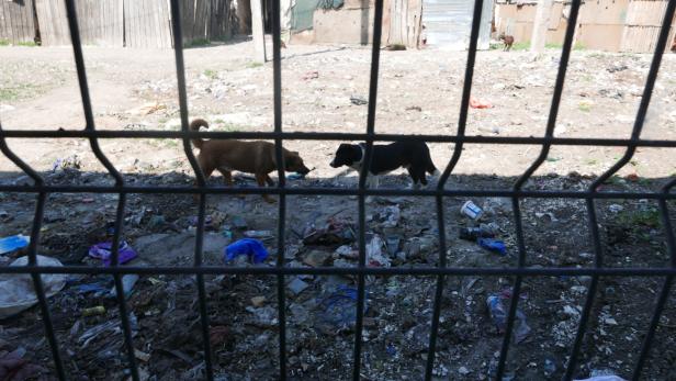 Eine Stadt in Rumänien: Im Schweinestall Europas