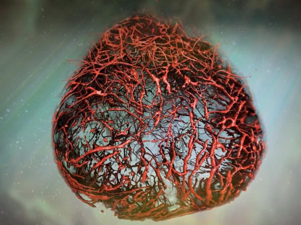 Forscher in Wien entwickelten aus Stammzellen Blutgefäße