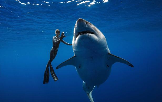 "Boot als Kratzbaum benutzt": Riesiger Weißer Hai vor Hawaii gefilmt