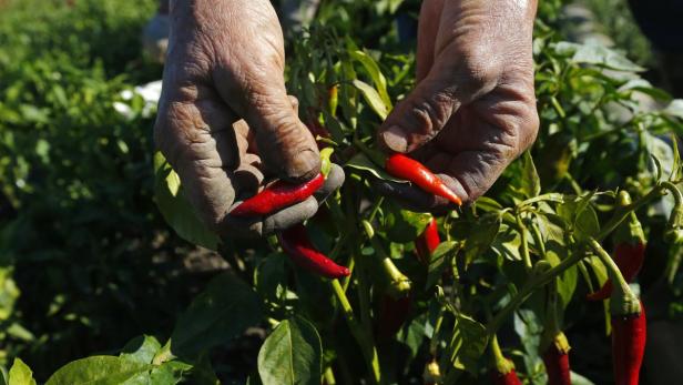 Eine Person erntet rote Chilischoten von einer Pflanze.