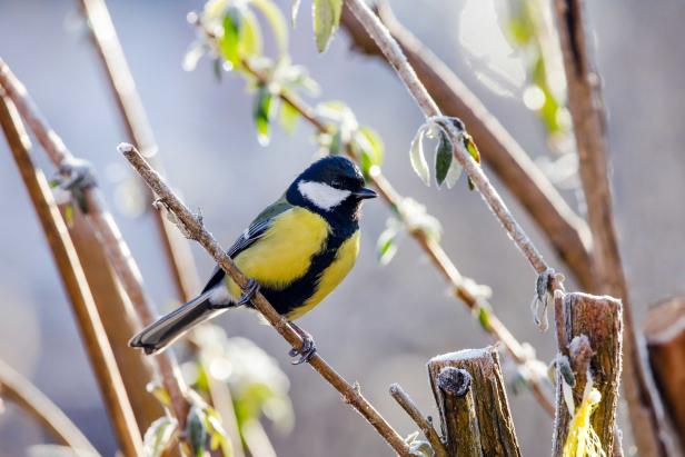 Wintervogelzählung: Der Spatz überholt die Kohlmeise
