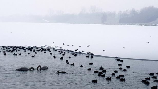 Eiseskälte: Jetzt friert sogar die Neue Donau in Wien zu