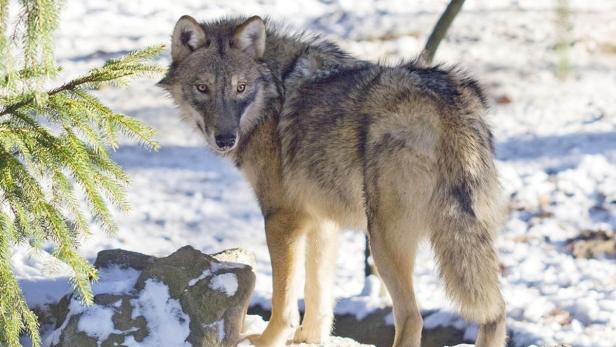 Wolf auf der Flucht: Leckereien lassen "Fritzi" kalt