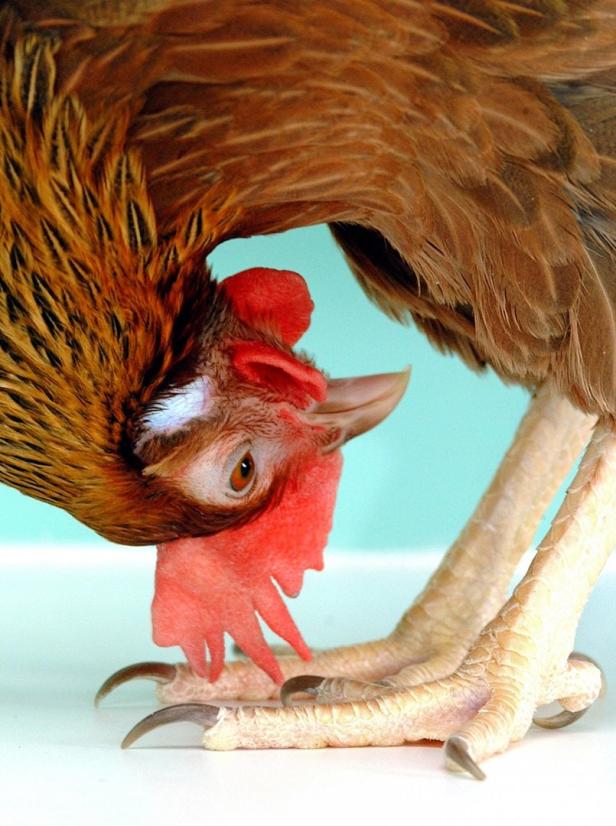 Wo Hühner Eier mit einem Wirkstoff gegen Krebs legen