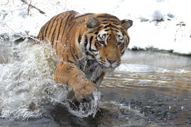 ++ HANDOUT ++ WIEN: KÄLTEFESTE SCHÖNBRUNN-BEWOHNER FREUT DER NEUE WINTEREINBRUCH Neuer Wintereinbruch: Schönbrunns Tiere freut der Schnee