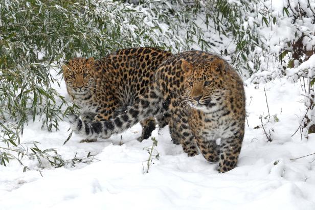 ++ HANDOUT ++ WIEN: KÄLTEFESTE SCHÖNBRUNN-BEWOHNER FREUT DER NEUE WINTEREINBRUCH Neuer Wintereinbruch: Schönbrunns Tiere freut der Schnee