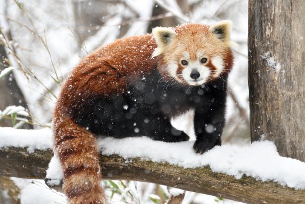 ++ HANDOUT ++ WIEN: KÄLTEFESTE SCHÖNBRUNN-BEWOHNER FREUT DER NEUE WINTEREINBRUCH Neuer Wintereinbruch: Schönbrunns Tiere freut der Schnee