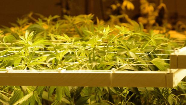 Cannabispflanzen wachsen unter künstlichem Licht in einem Innenraum.