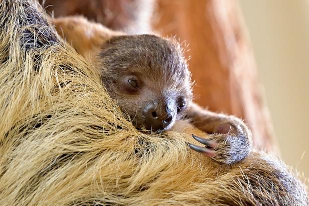 Nachwuchs bei den Faultierten im Tiergarten  Schönbrunn