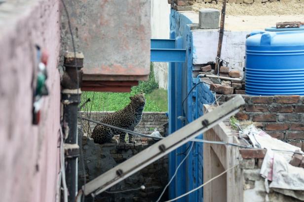 Video: Leopard versetzte indische Stadt in Panik