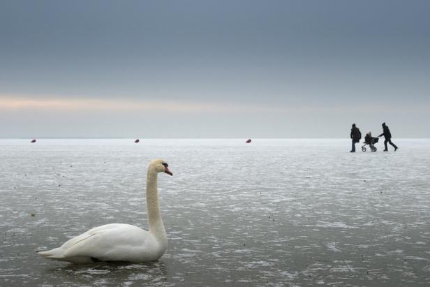Ein Schwan sitzt auf einer eisigen Fläche, im Hintergrund eine Familie mit Kinderwagen.