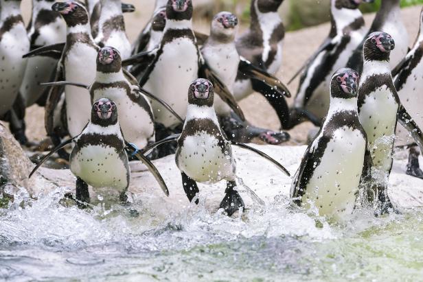 Ferienprogramm für Kinder: Die Welt der Pinguine