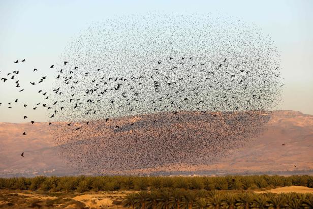 PALESTINIAN-ISRAEL-NATURE-ANIMAL-BIRD