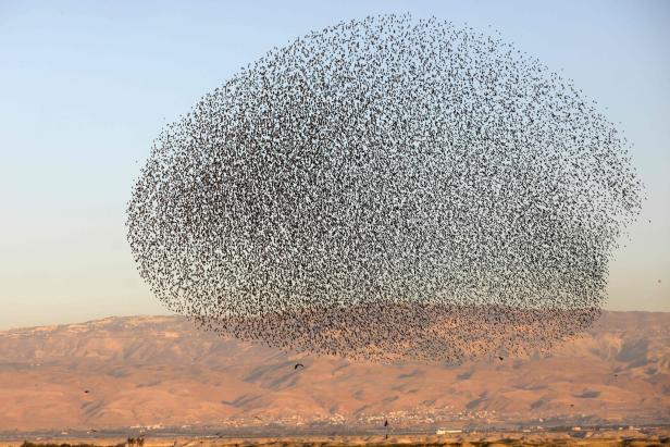 PALESTINIAN-ISRAEL-NATURE-ANIMAL-BIRD