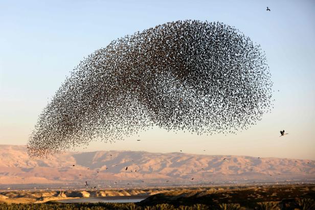 TOPSHOT-PALESTINIAN-ISRAEL-NATURE-ANIMAL-BIRD