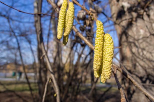 Warum Allergiker auf ein mildes Pollenjahr hoffen können