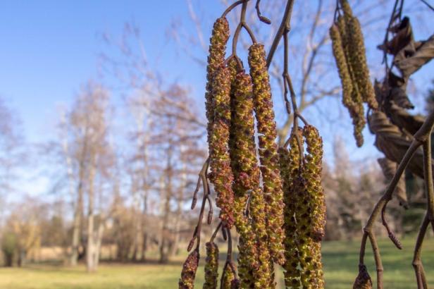 Warum Allergiker auf ein mildes Pollenjahr hoffen können